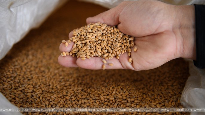Wheat bran price hike threatens livestock industry and food security